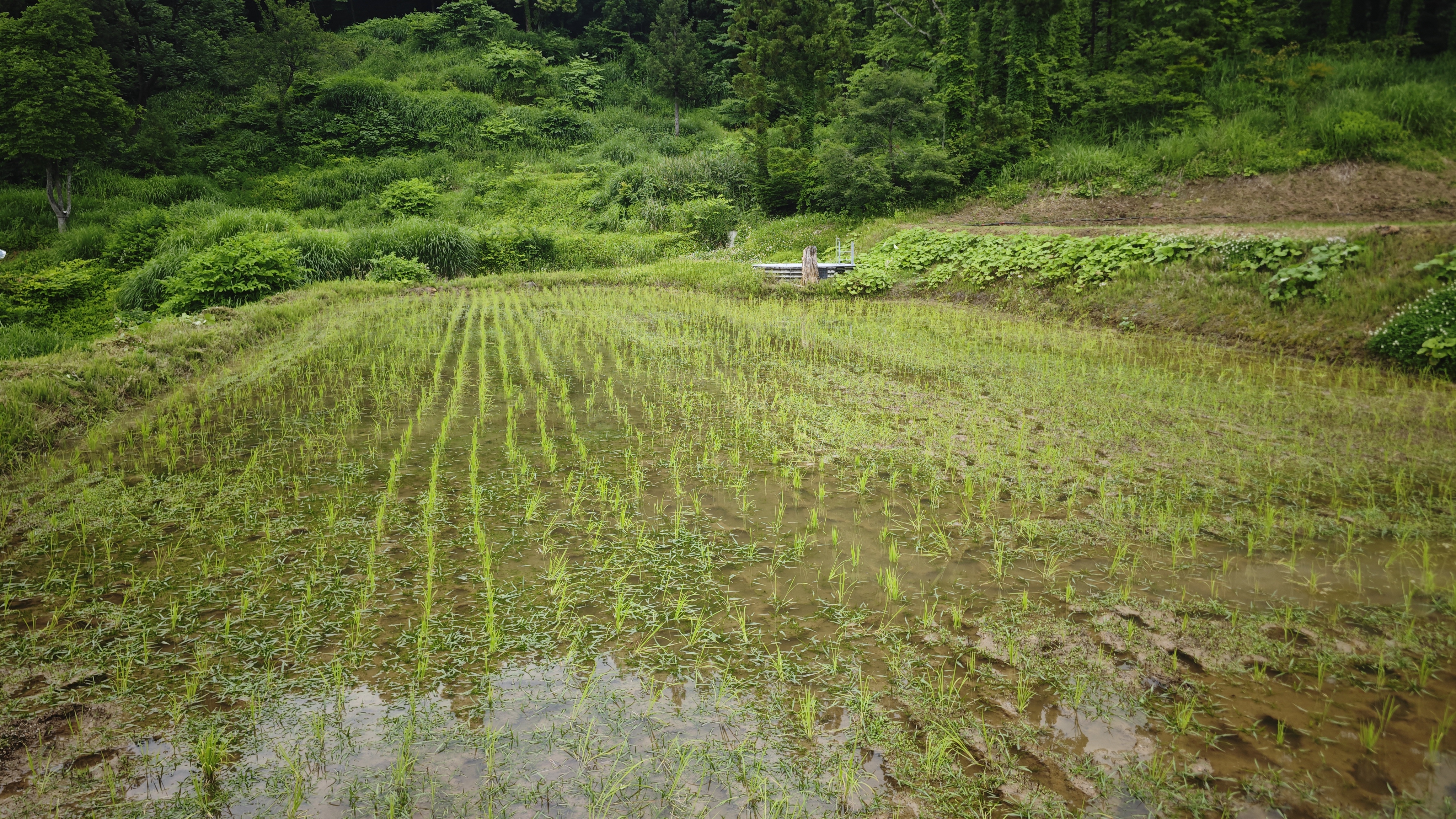 集落の田んぼで手植えの田植え。苗が根づき始めました